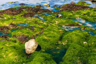 La beauté des côtes du Cotentin